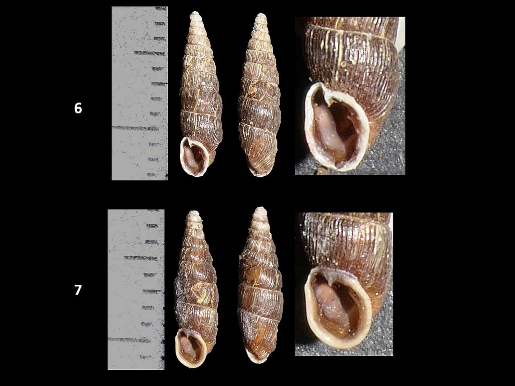 Clausiliidae dai Simbruini 1
